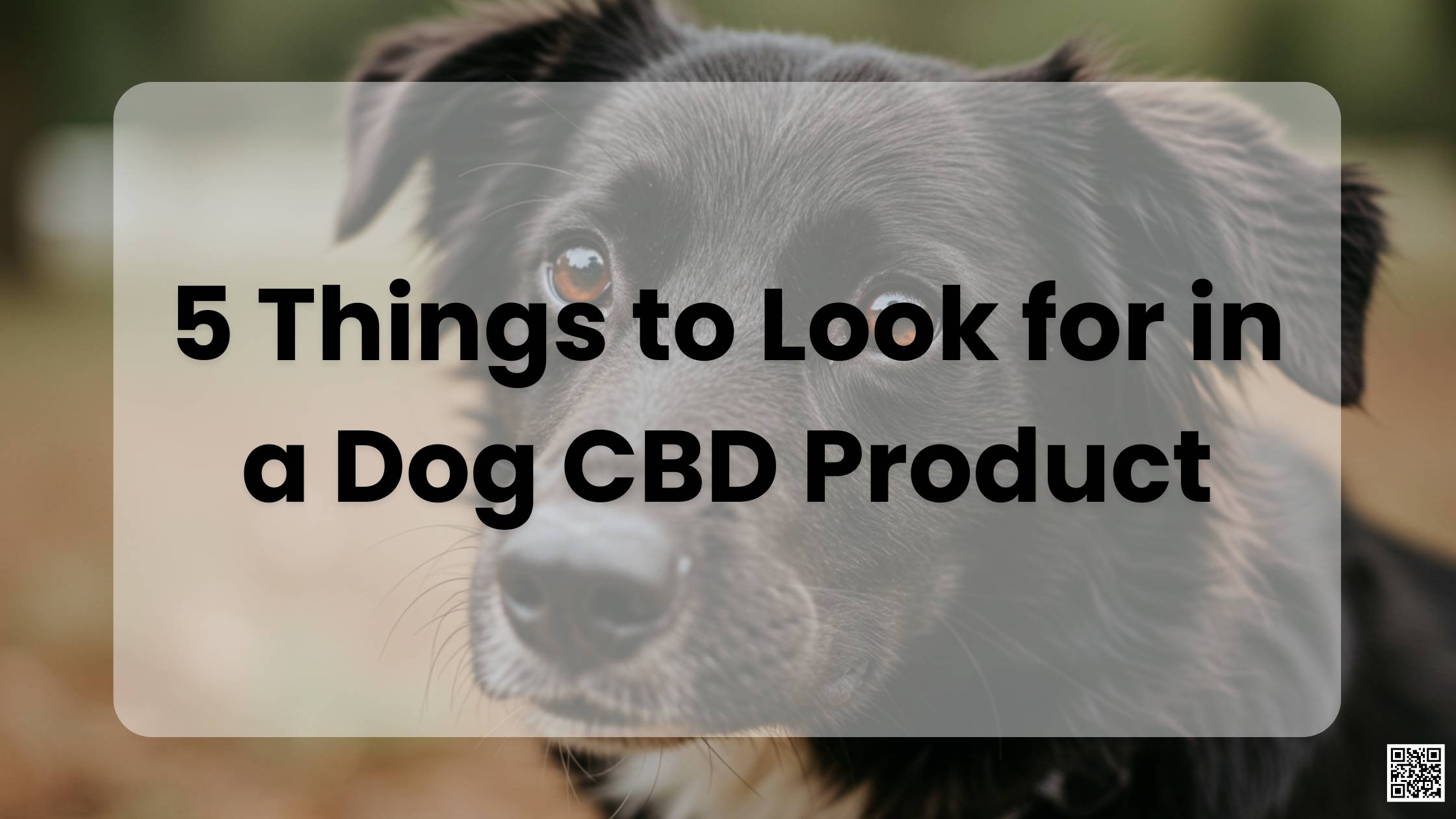 5 Things to Look for in a Dog CBD Product