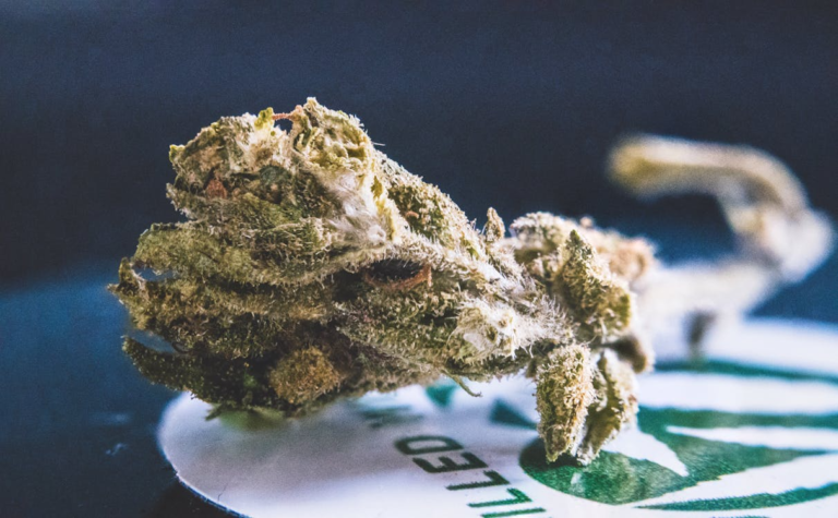 Examining the Bioavailability of Cannabinoids in Modern Autoflowering Varieties